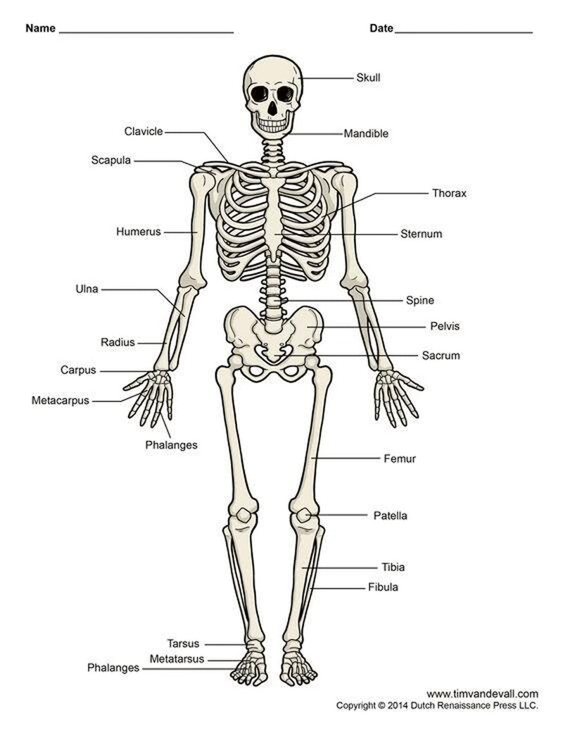 Phomemo M08F Inkless Portable Bluetooth Printer – Supports 8.5" X 11" Letter & A4 Thermal Paper, Compatible with Ios, Android & Laptops, Perfect for Office, Home, School, Business & Travel